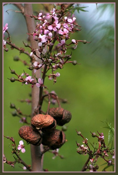Mexican Buckeye