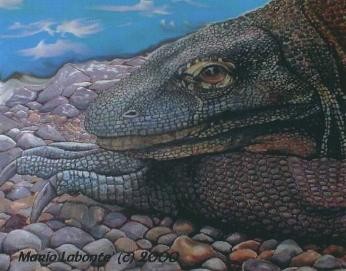 Komodo Dragon