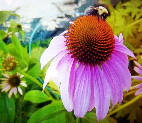 Geometric Bee