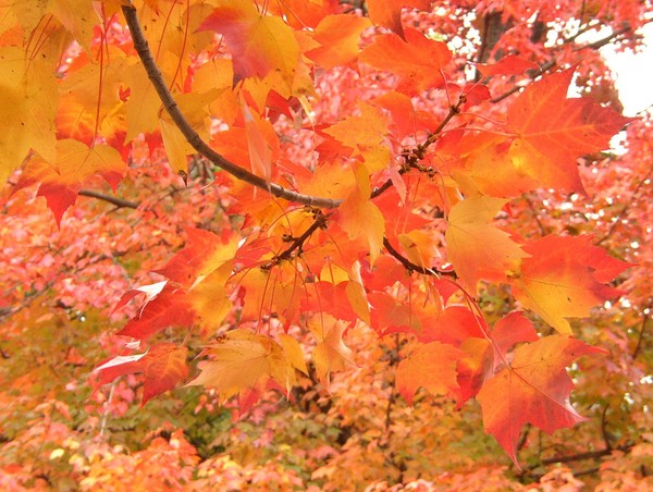 FALL FIRE