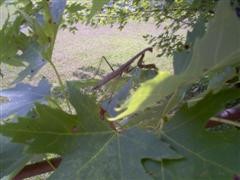 The Praying Mantis