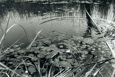 Lotus pond