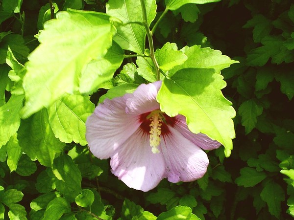 Bush Flower