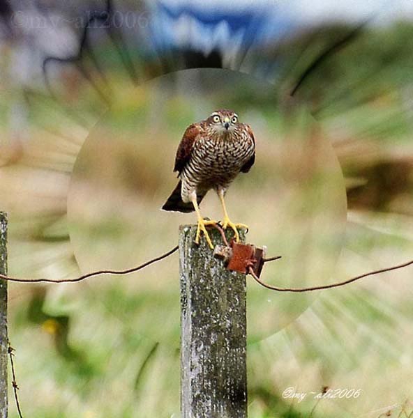 Sparrow Hawk