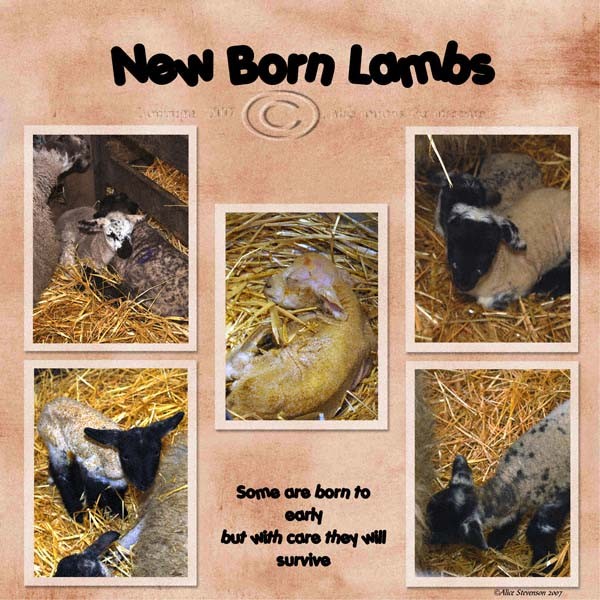 New Born Lambs