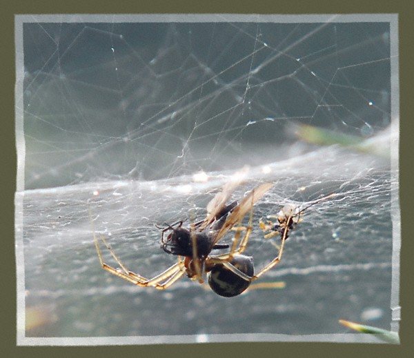 Spider and the Fly