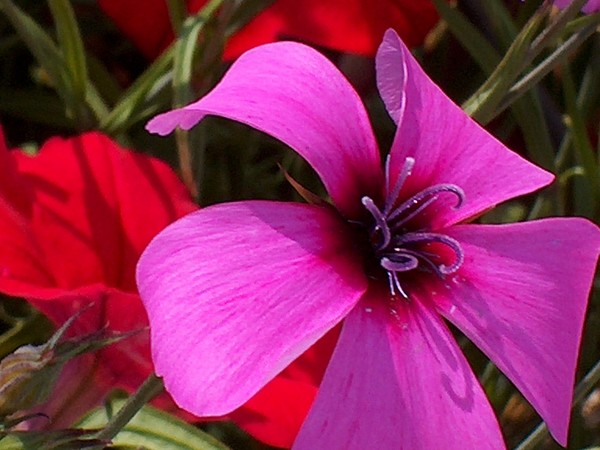 Punch Of Purple