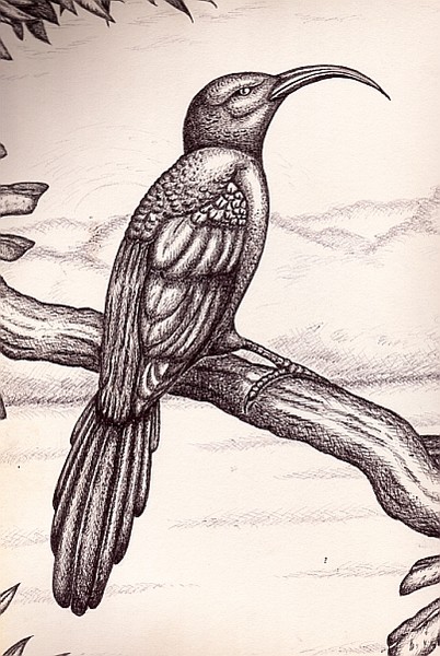 Some Exotic Avian...