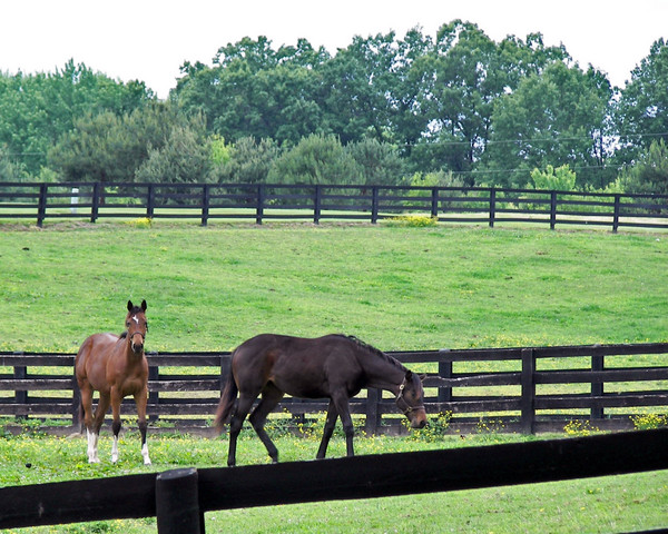 Two horses in a field