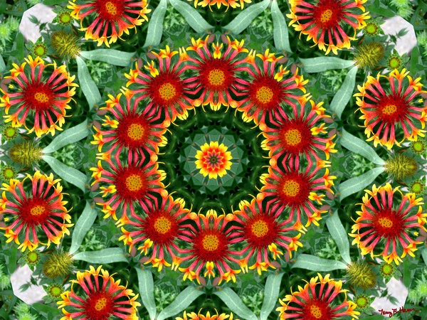 Gaillardia 
