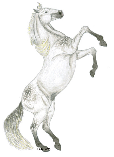 Grey Stallion