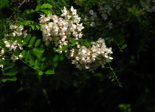 Locust trees are in bloom