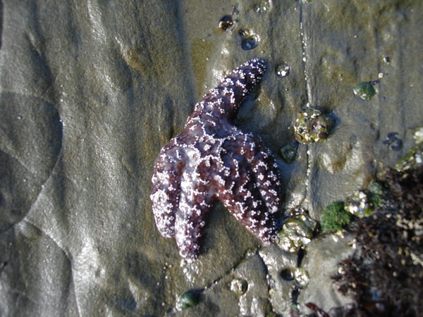 Purple Patrick Sea Star