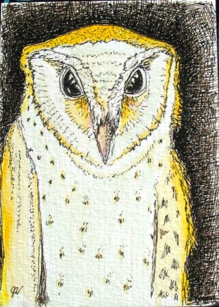 Barn Owl