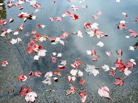 Autumn Leaves after a Rain