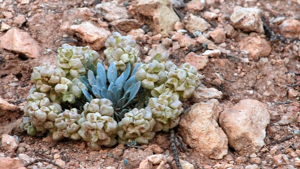 Plants of Bryce Canyon, UT
