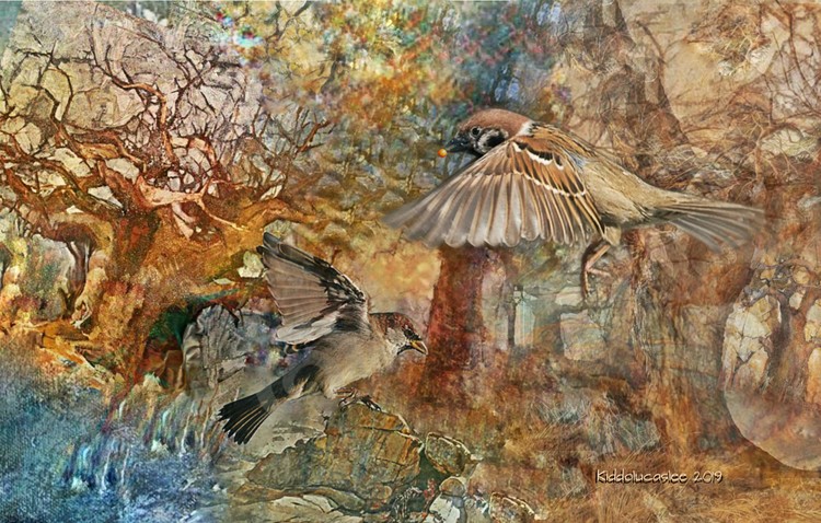 Wings of Fondness * 2019 Kiddolucaslee