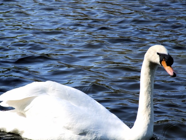 white swan