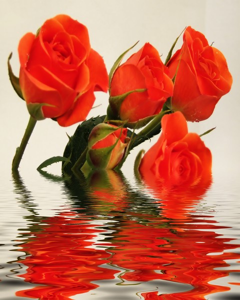 orange roses