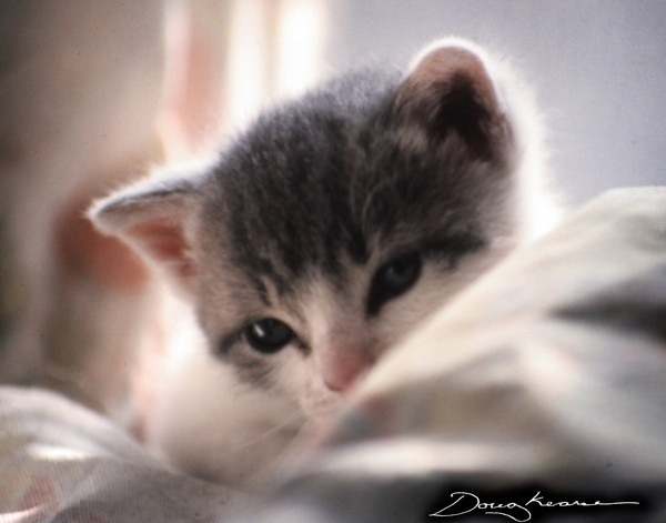 One Day Old Kitten 