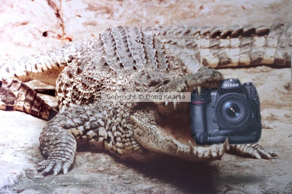 Photographing the swamp