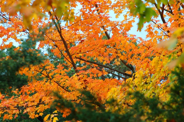 Peeking through the fall trees...