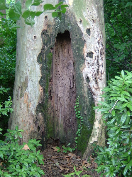 A tree grows in Brooklyn
