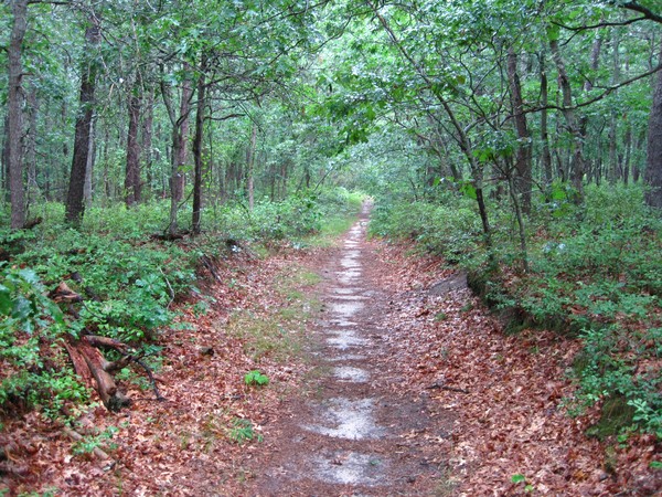 Wooded Path