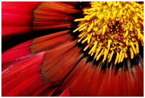 Red Yellow