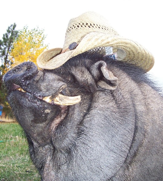 Bubba