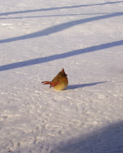 Flightless Day