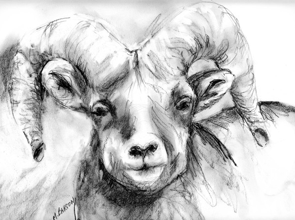 Big Horn Sheep