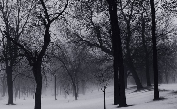 trees in park