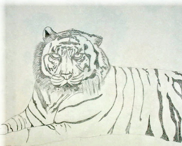 Tiger Drawing