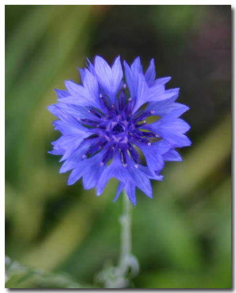 Beautiful Flower