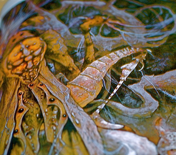 Octopus' Garden