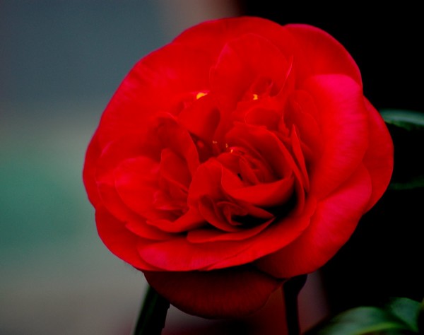 Alone Flower in February
