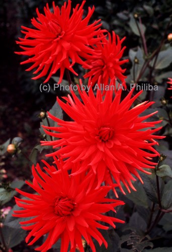 Dahlias