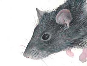 rat
