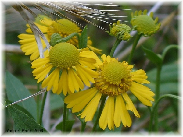 Yellow Wild Flower