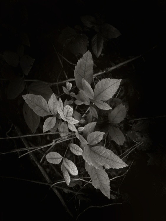 ikebana mono