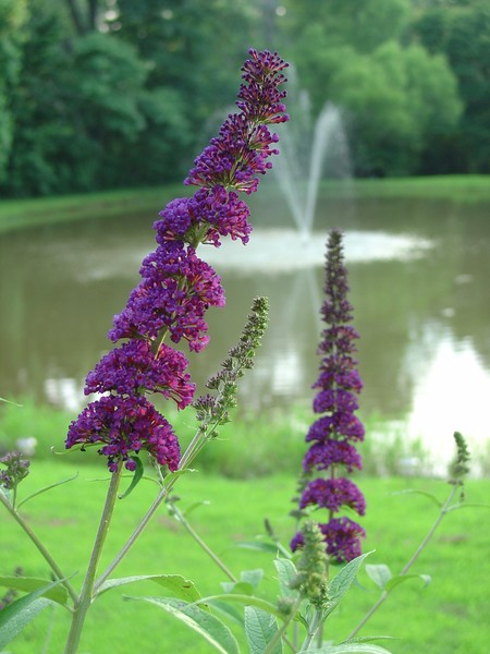 Purple Flowers
