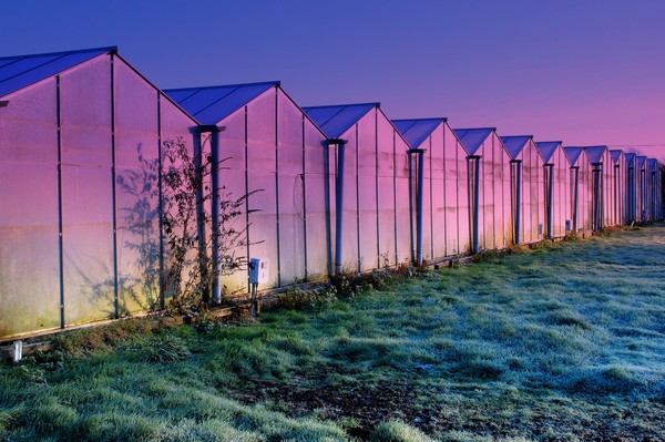 Glassy Icehouse