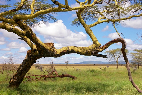 there's a lion in that tree!