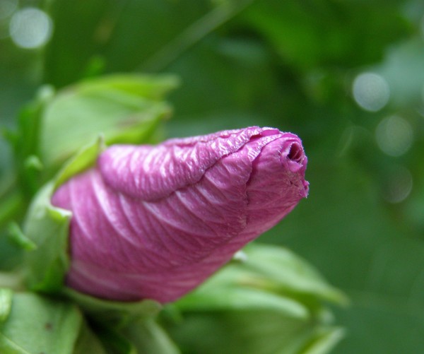 Emergent Beauty
