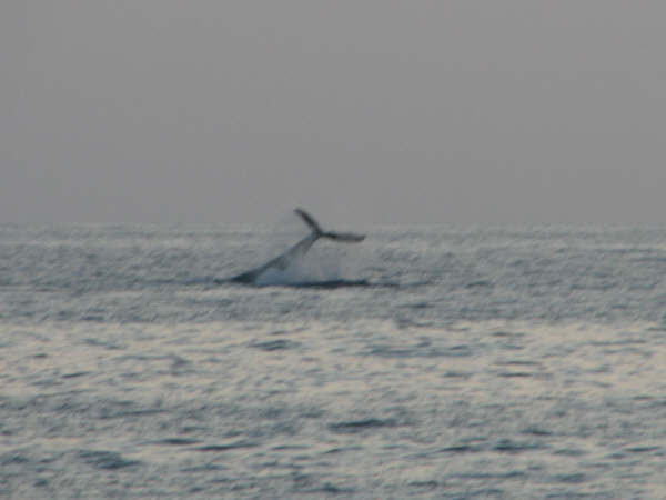 Whale Tail