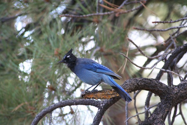 blue bird