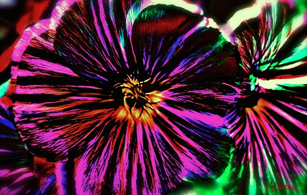  Sunday flower ! ( Sunday play )