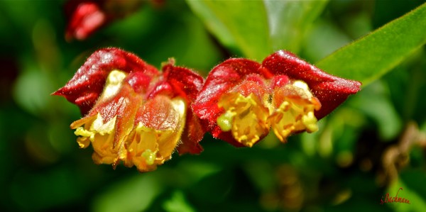 Spring Flowers to be.... Berries !