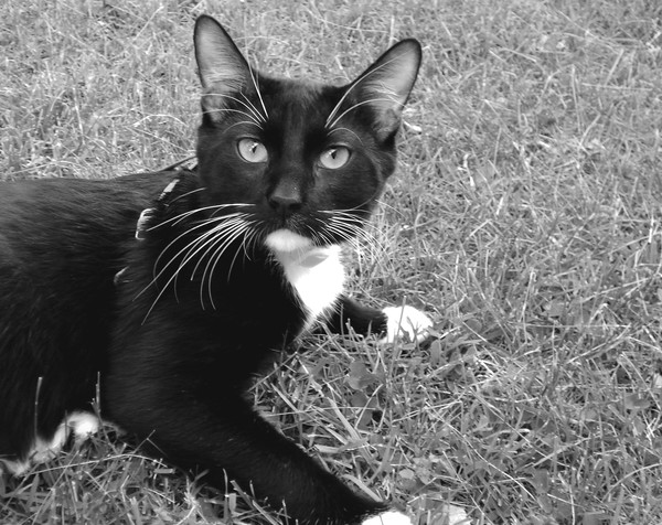 My Pretty Boy